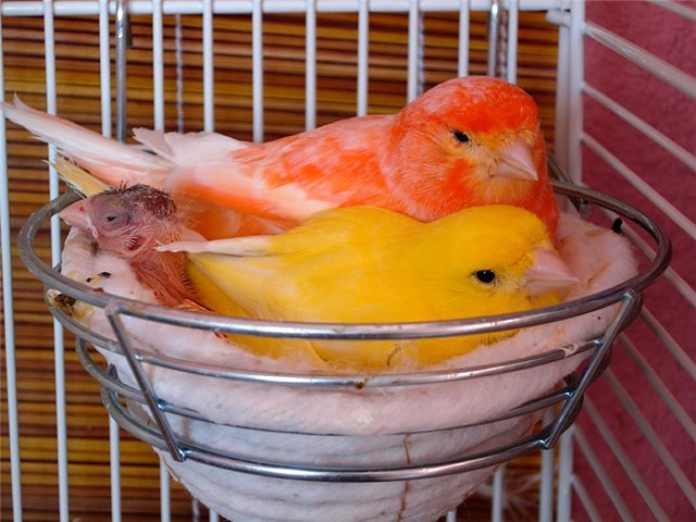 Содержание канареек и уход за ними в Каменске-Шахтинском