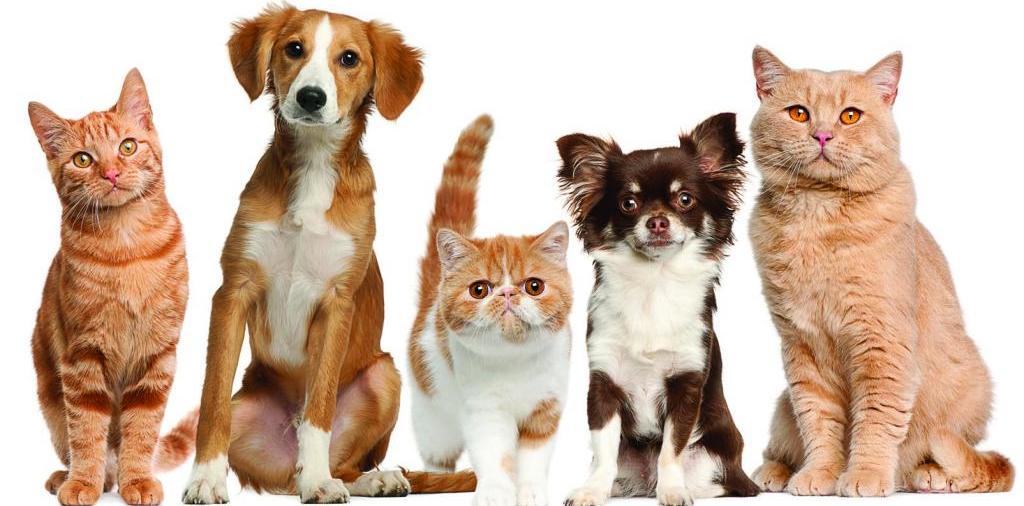 Доска объявлений о животных | ЗооТом - продажа, вязка и услуги для животных в Каменске-Шахтинском