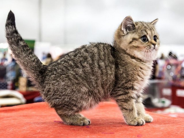 Породы кошек в Каменске-Шахтинском | ЗооТом портал о животных