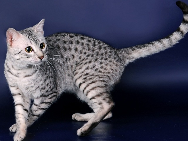 Породы кошек в Каменске-Шахтинском | ЗооТом портал о животных
