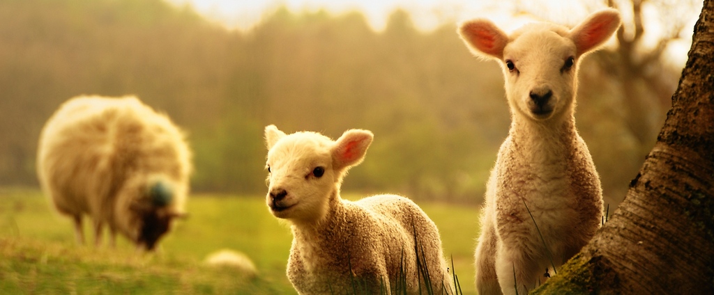 Объявления о сельскохозяйственных животных | ЗооТом - продажа, вязка и услуги для животных в Каменске-Шахтинском