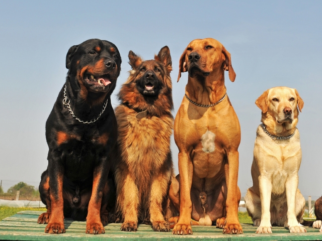 Крупные породы собак в Каменске-Шахтинском | ЗооТом портал о животных