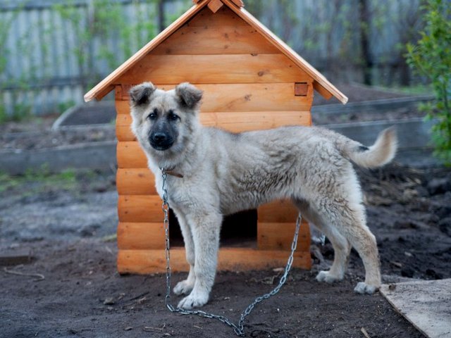 Все о собаках в Каменске-Шахтинском Все о собаках в Каменске-Шахтинском